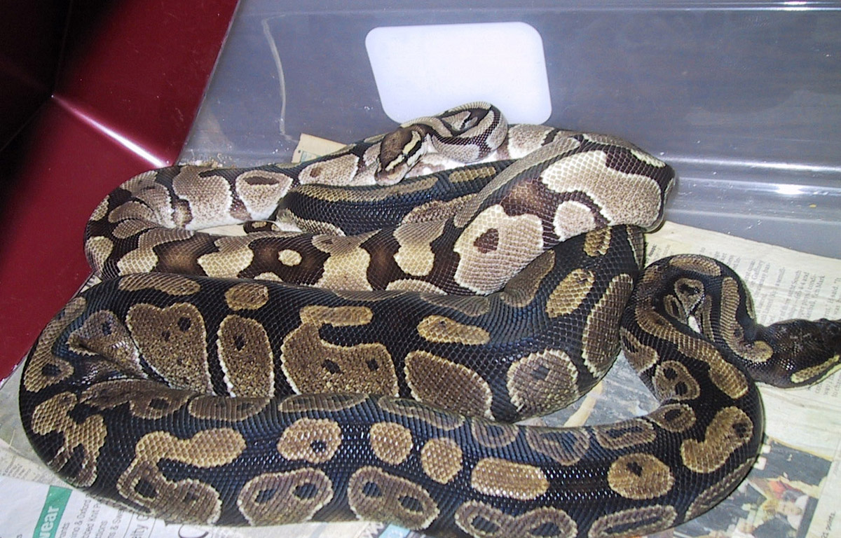 Fire breeding