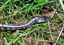 Snake in the Grass