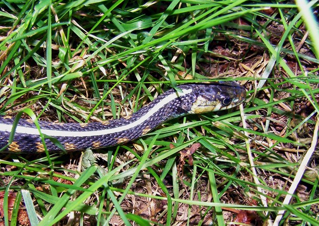Snake in the Grass