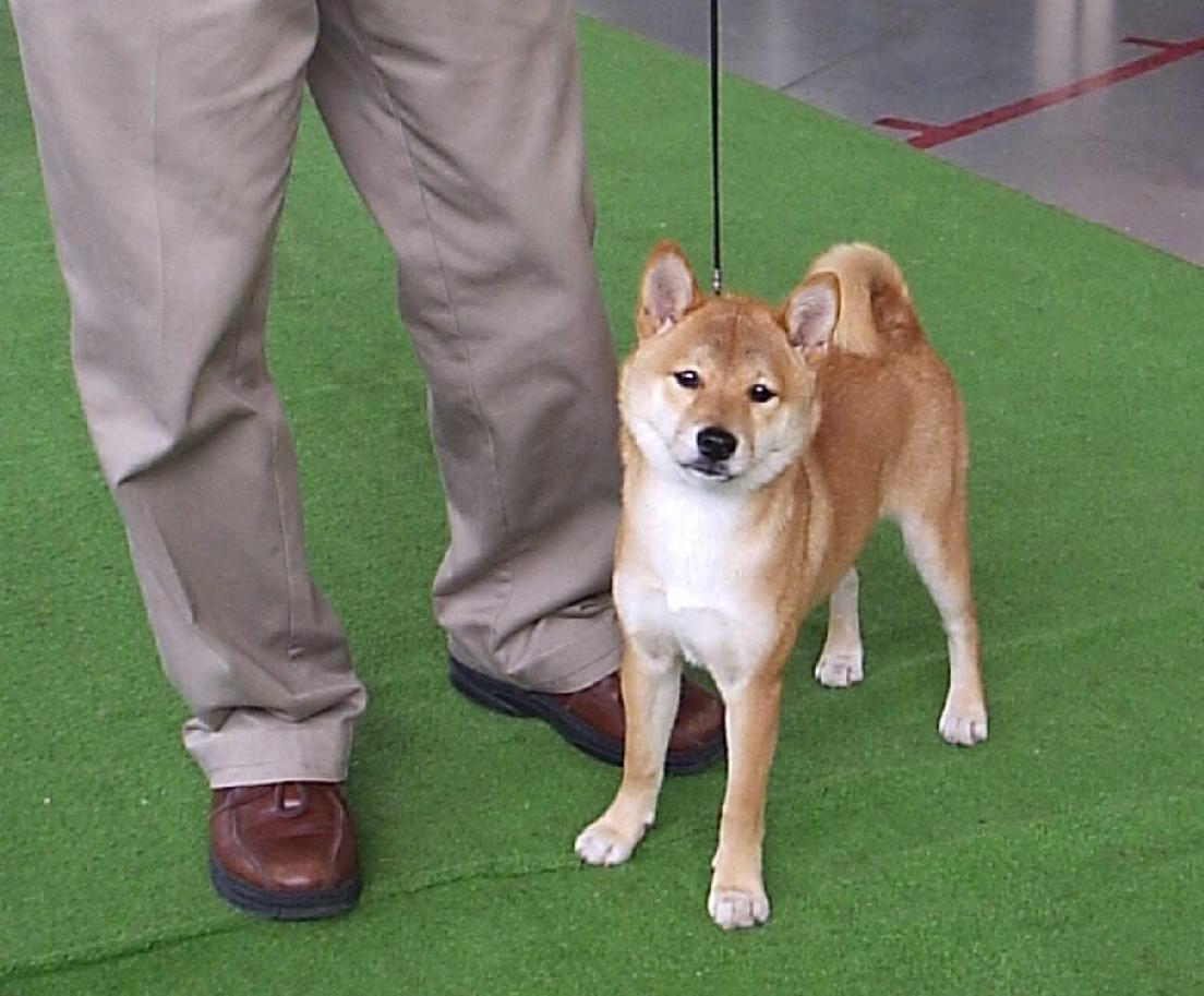 Tsuki 001