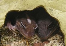 Cuddles