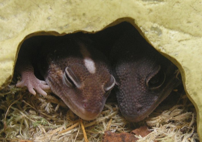 Cuddles