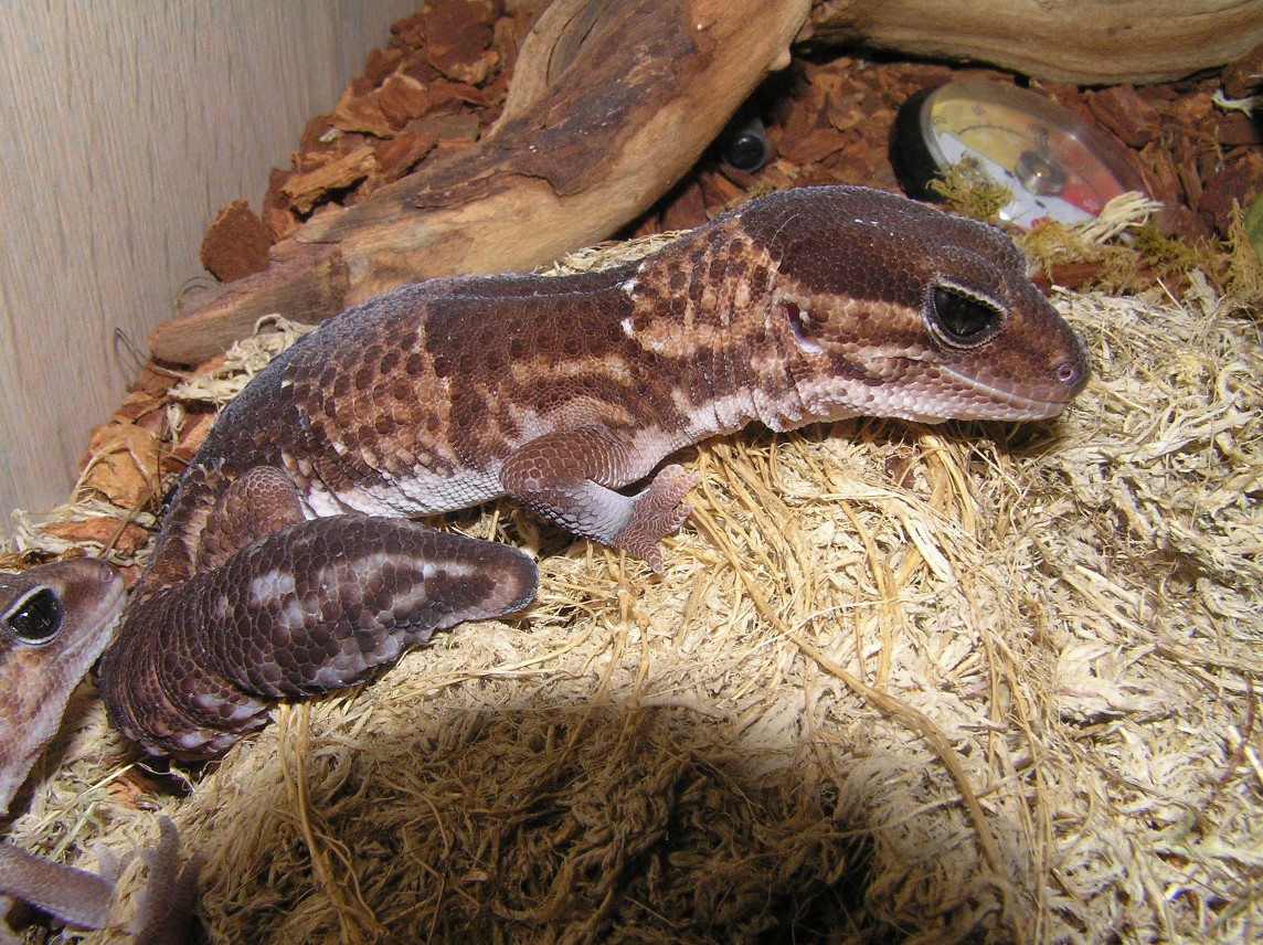 Mocha our standard fattie, cute eh