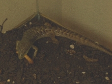 Alligator Lizard Eats1