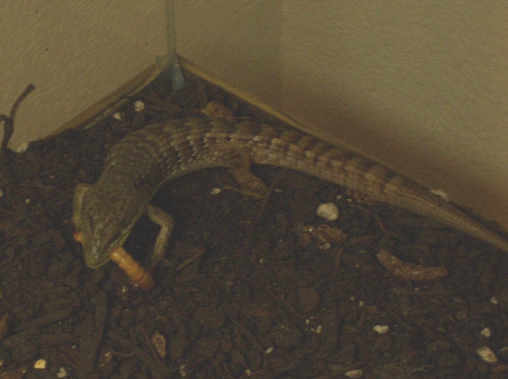Alligator Lizard Eats1