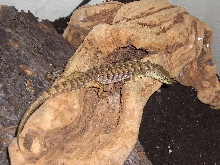 Found him today in Ione, CA