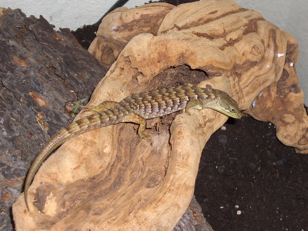 Found him today in Ione, CA