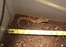 Alligator Lizard measured size