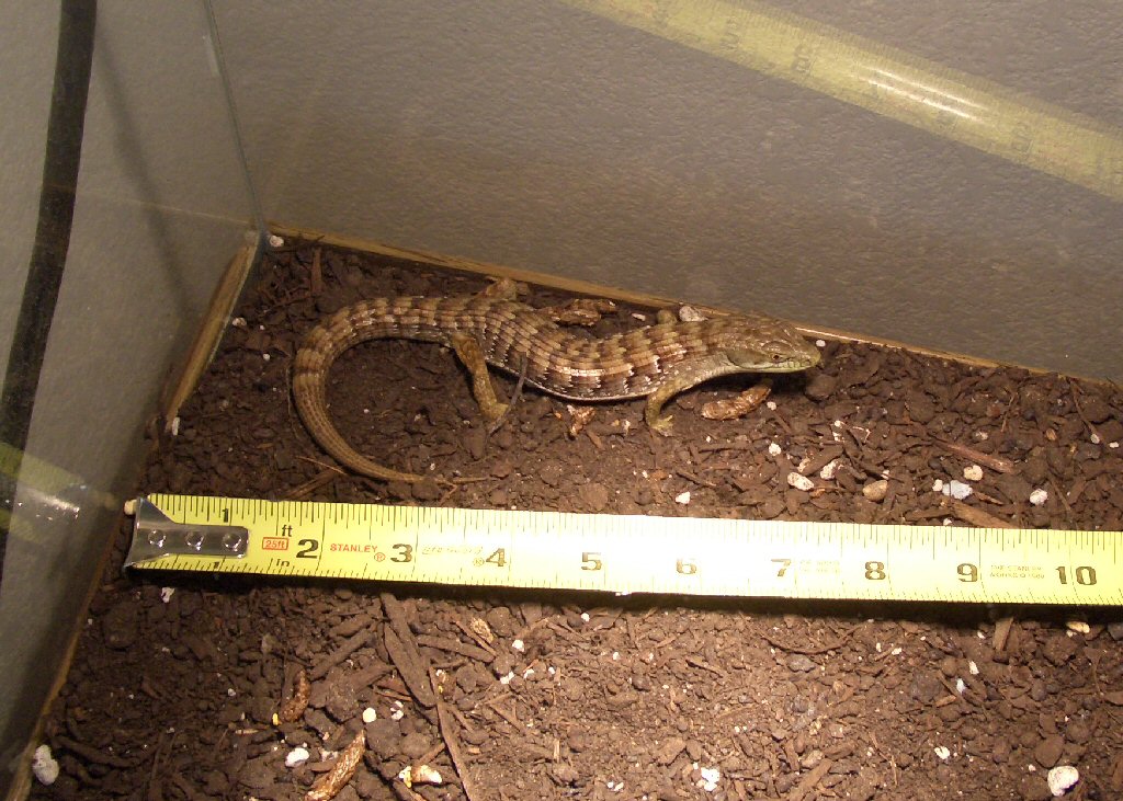 Alligator Lizard measured size