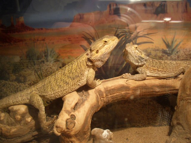 posing for the camera. . .