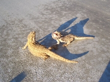 Beardies in the Sun
