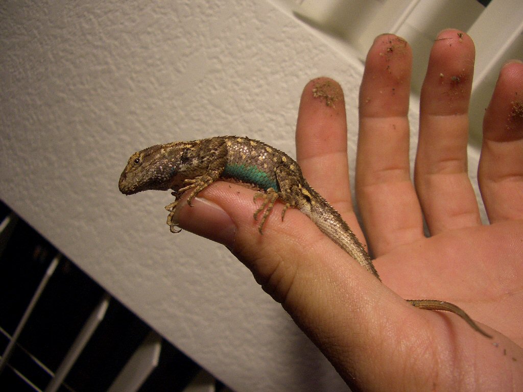 My friendly 'intruder'