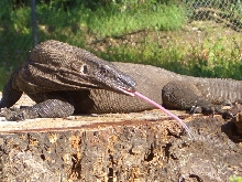 Rudi relaxin on a stump . . .