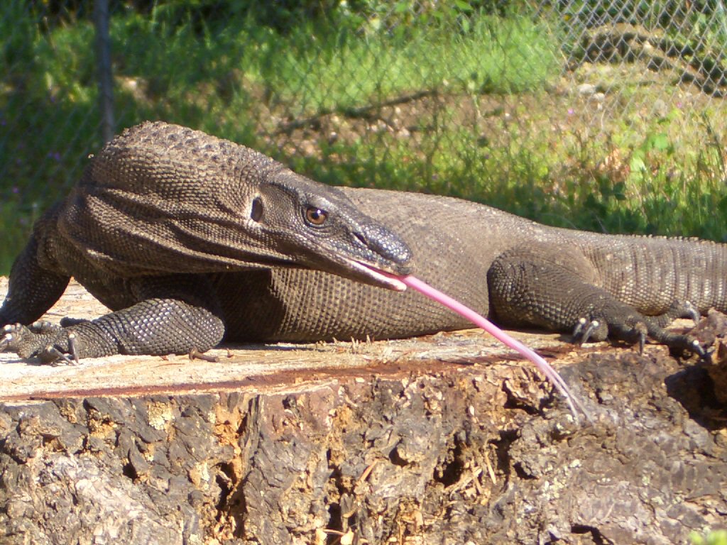 Rudi relaxin on a stump . . .