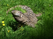 Stewie in the grass