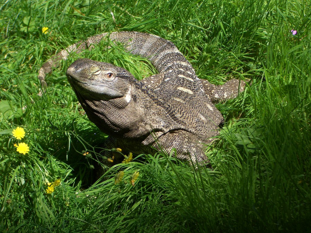 Stewie in the grass