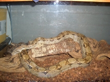 my hogg island x columbian boa