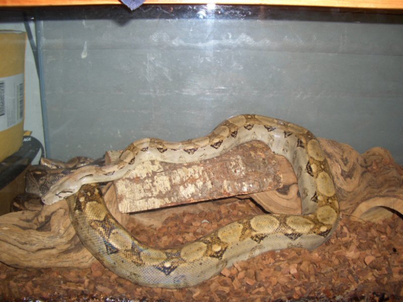 my hogg island x columbian boa