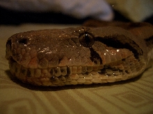 My Hogg Island/Columbian Boa close-up