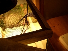 Prison Break. . .