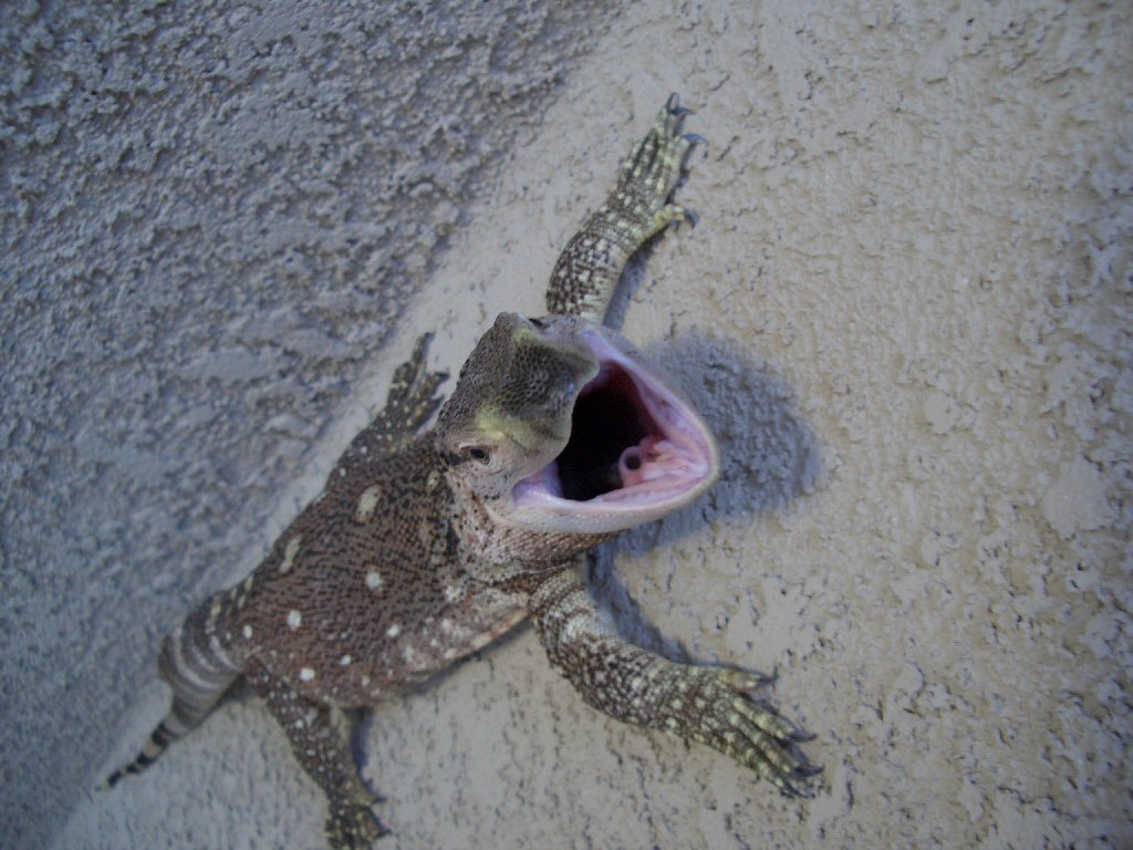 I think he's camera shy. . .