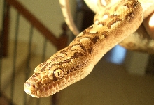Closeup of my Argentine Rainbow Boa