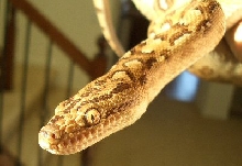 Smaller pic of argentine rainbow boa