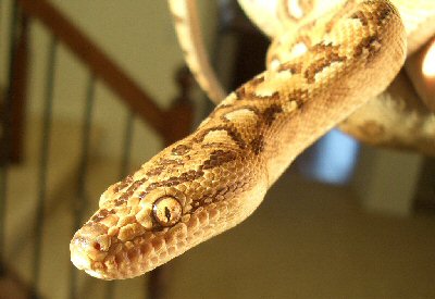 Smaller pic of argentine rainbow boa