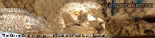 kingsnake.com