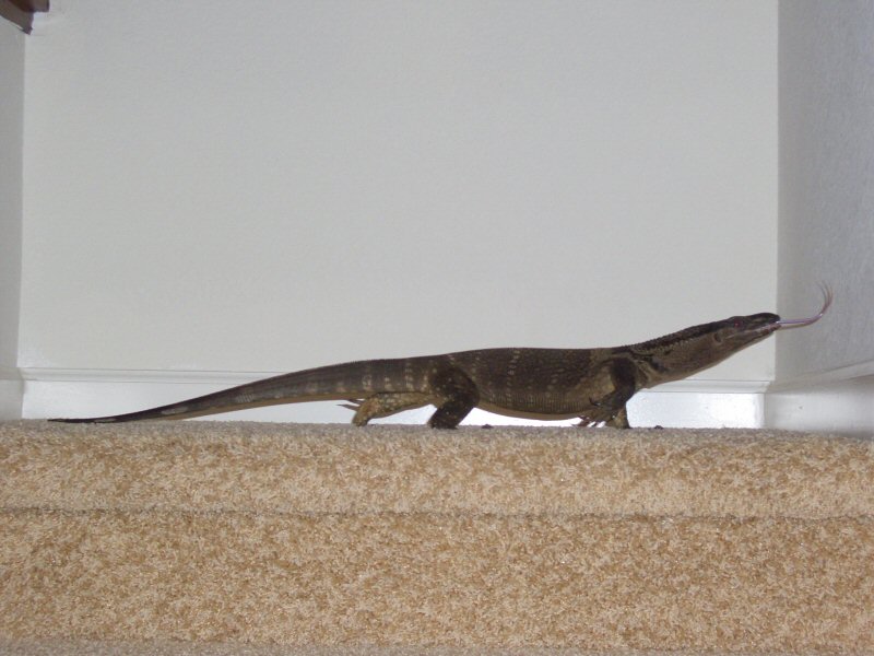V.Rudicollis full body shot
