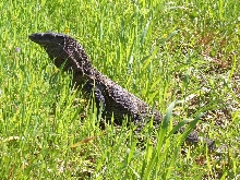 Lurking in the grass