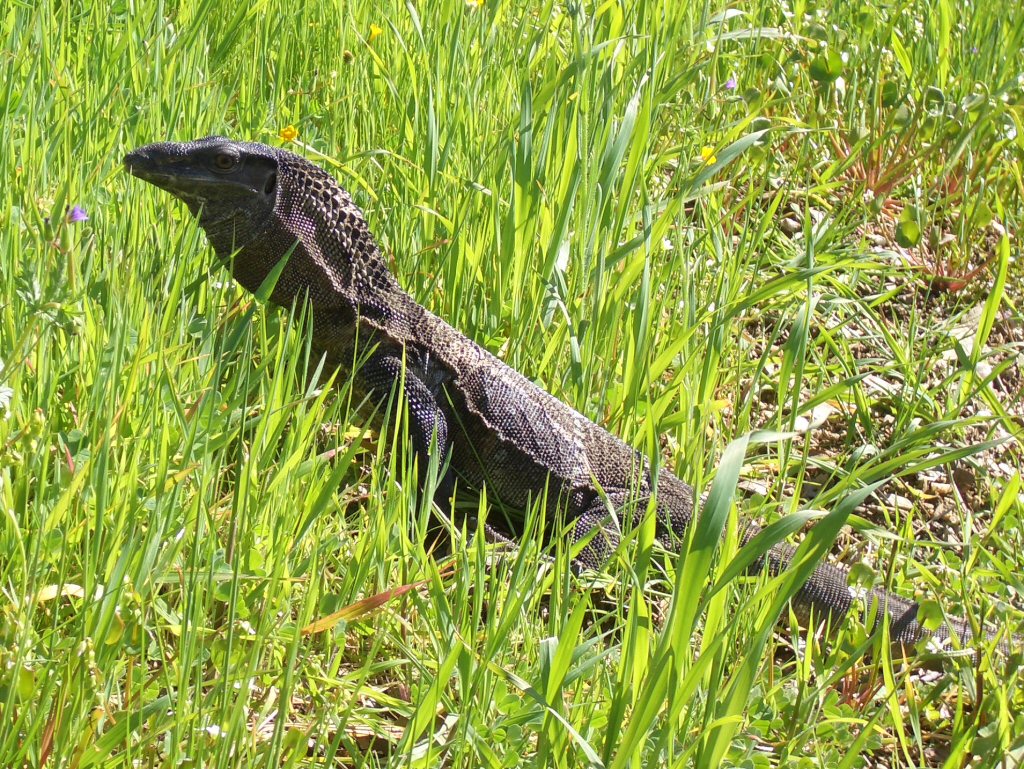 Lurking in the grass