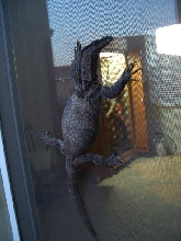 V.Rudicollis climbin my poor screen door. . .
