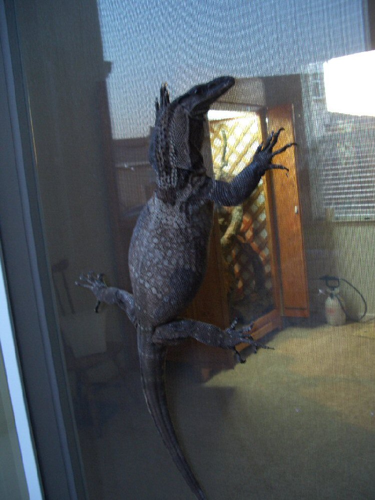 V.Rudicollis climbin my poor screen door. . .