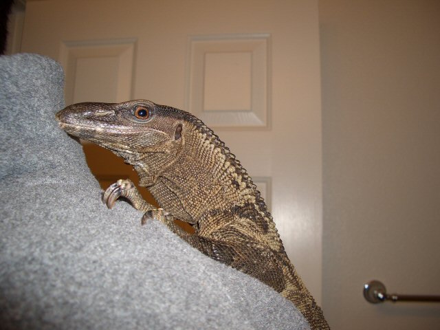 Rudy on my shoulder