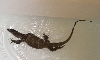 V. Rudicollis soaking/swimming