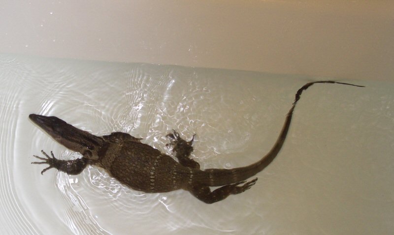 V. Rudicollis soaking/swimming