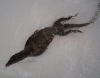 V. Rudicollis soaking/swimming