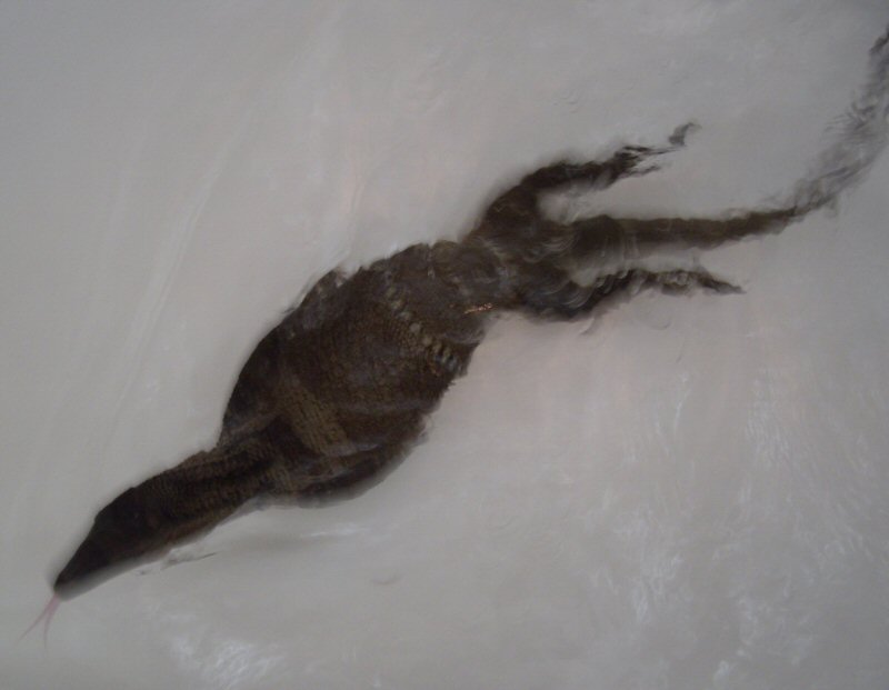V. Rudicollis soaking/swimming