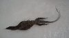 V. Rudicollis soaking/swimming