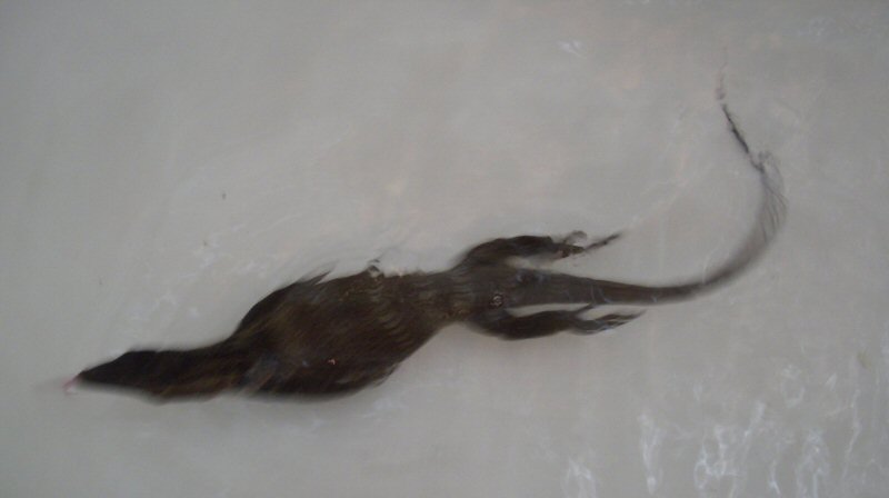 V. Rudicollis soaking/swimming