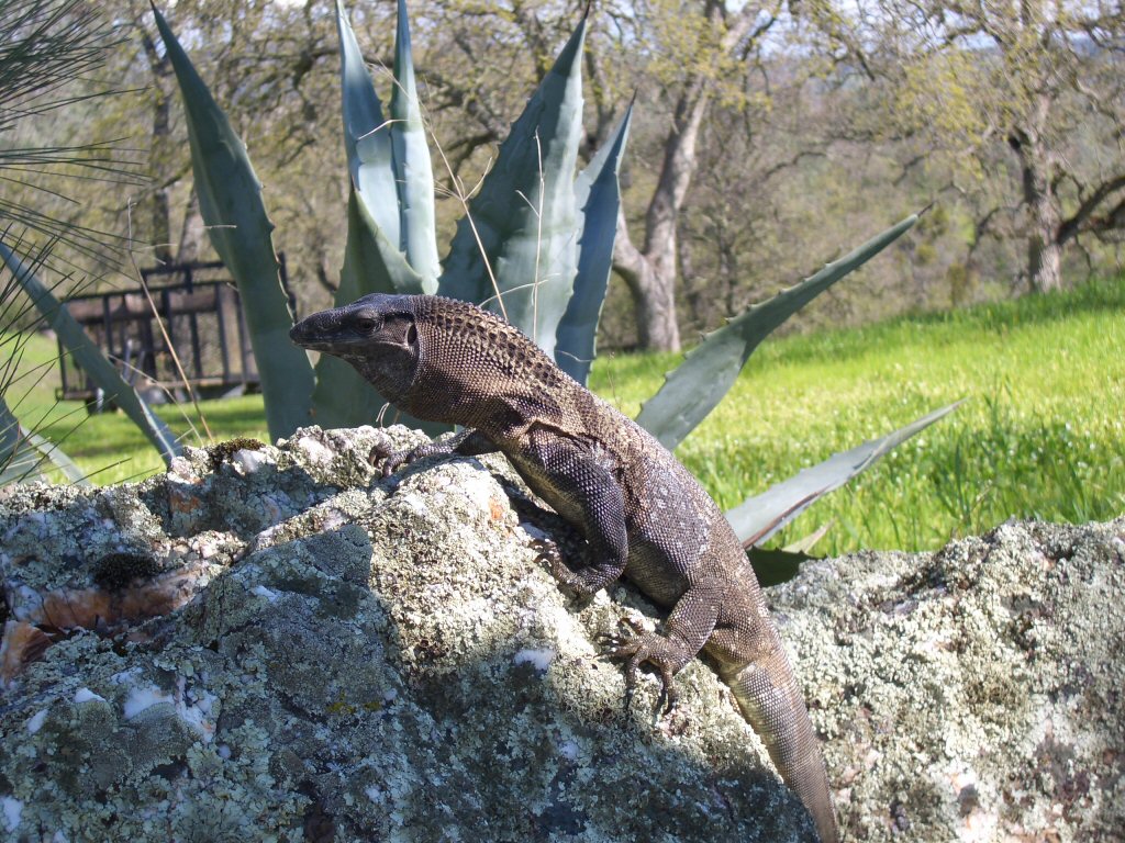 Black Roughneck enjoying the outdoors