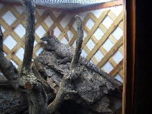my rudi basking on a piece of bark