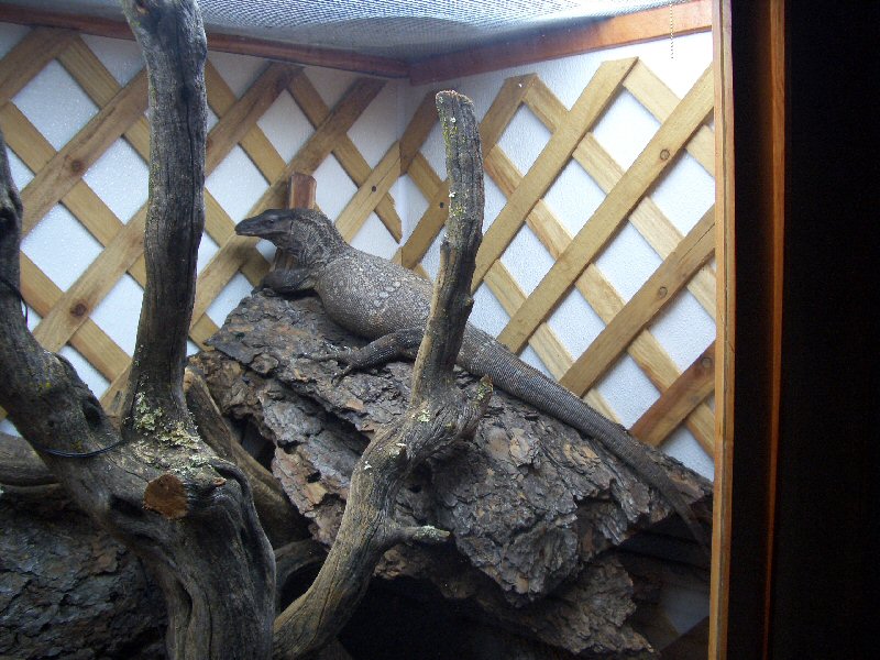 my rudi basking on a piece of bark