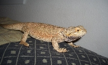 Sam2