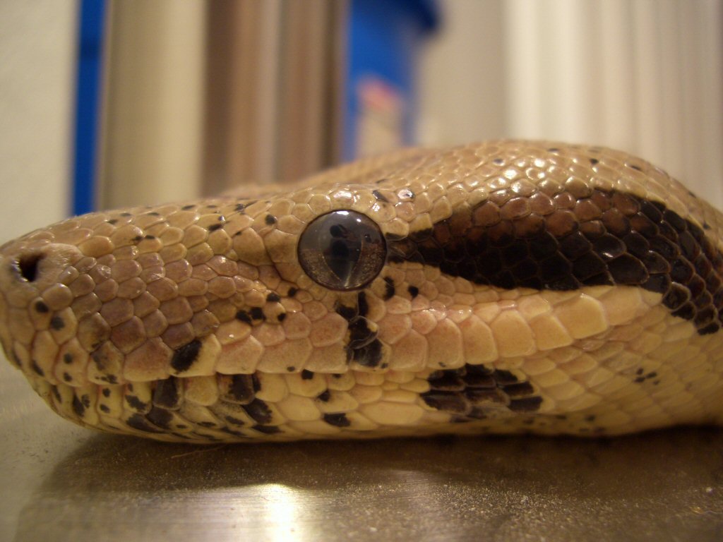 my female columbian boa