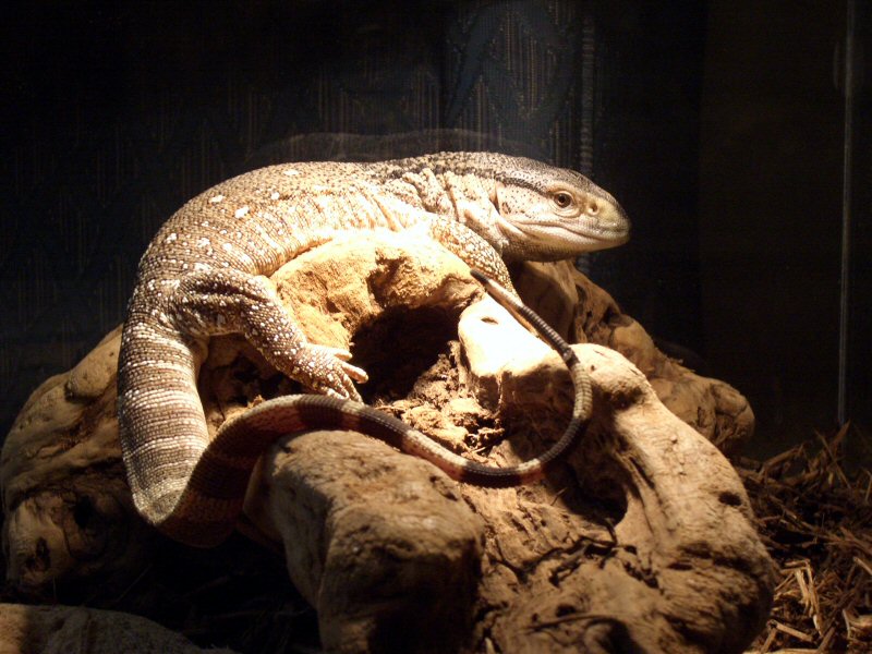 basking black throat