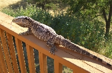 out basking in the sun