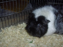 Weg Weg the Guinea Pig