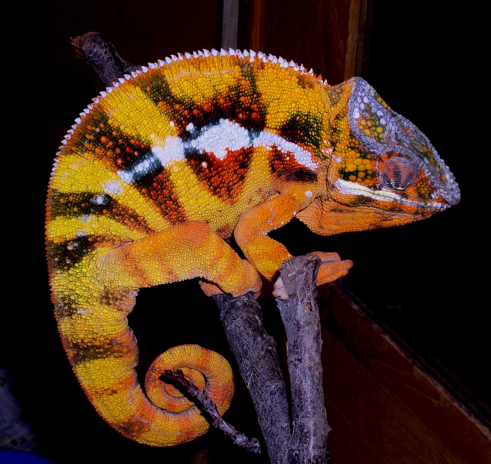 Sampson shows his stuff